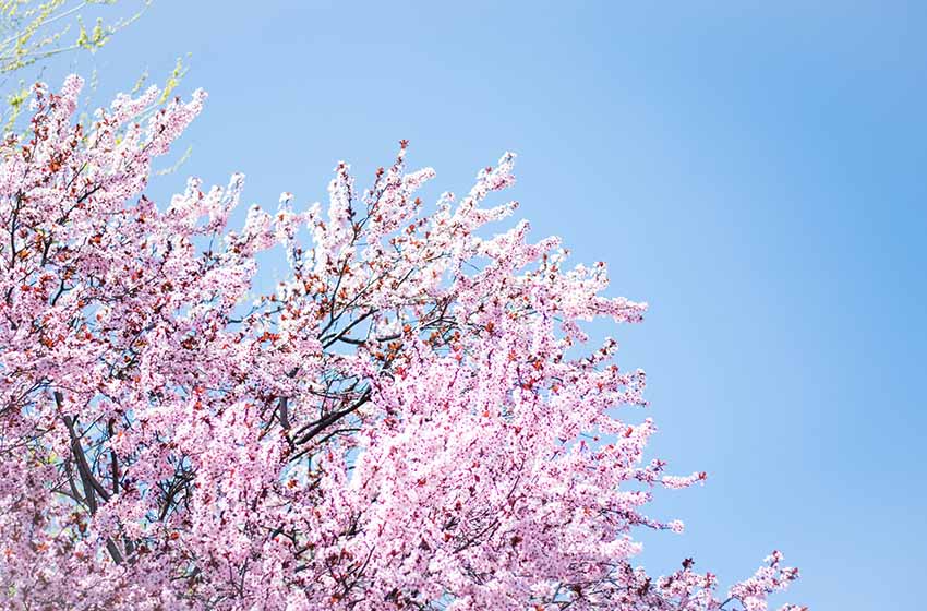 4月の挨拶って？