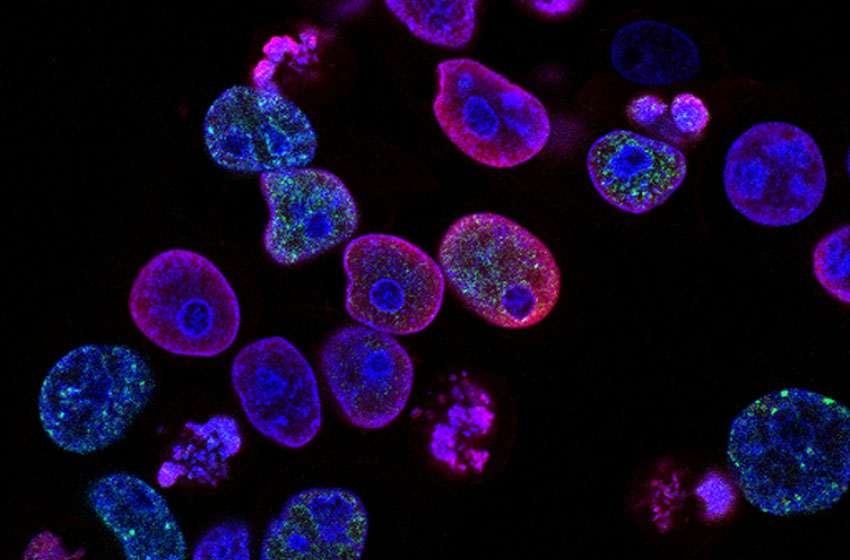 沖縄のバイオテクノロジー：海洋生物と医薬品開発、研究機関と企業の集積